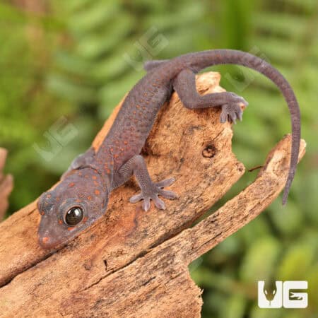 Candy Button Tokay Geckos for sale - Underground Reptile