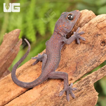 Candy Button Tokay Geckos for sale - Underground Reptile