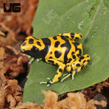 Fine Spot Bumblebee Dart Frogs For Sale - Underground Reptiles