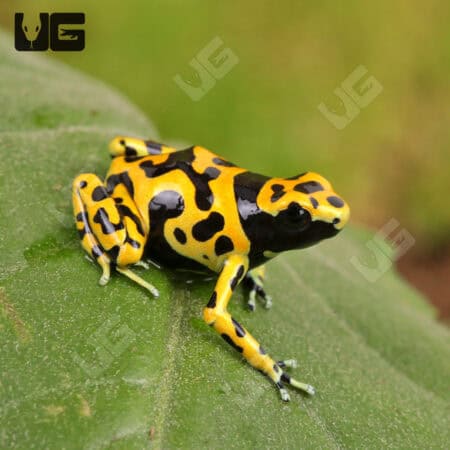 Fine Spot Bumblebee Dart Frogs For Sale - Underground Reptiles