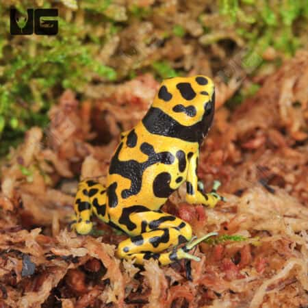 Fine Spot Bumblebee Dart Frogs For Sale - Underground Reptiles