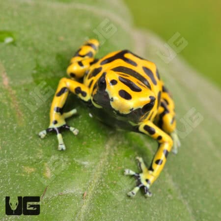 Fine Spot Bumblebee Dart Frogs For Sale - Underground Reptiles