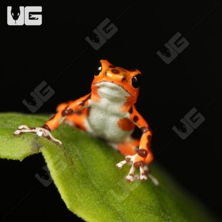 C.B. "Red Frog Beach" Dart Frogs for sale - Underground Reptiles