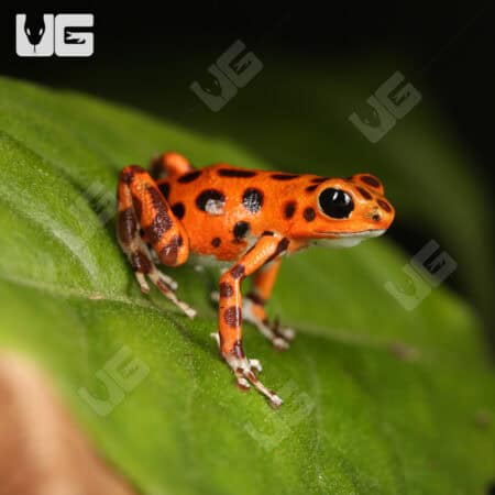C.B. "Red Frog Beach" Dart Frogs for sale - Underground Reptiles