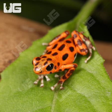 C.B. "Red Frog Beach" Dart Frogs for sale - Underground Reptiles