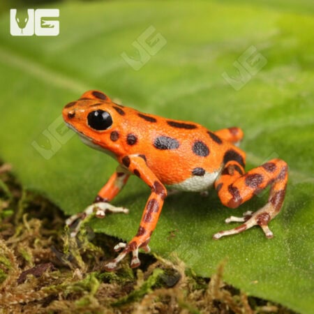 C.B. "Red Frog Beach" Dart Frogs for sale - Underground Reptiles