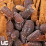 Cubaris Murina Isopods (Cubaris Murina) For Sale - Underground Reptiles
