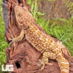 Adult Female Albino Tokay Geckos for sale - Underground Reptiles