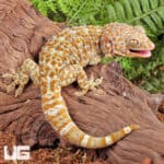 Adult Female Albino Tokay Geckos for sale - Underground Reptiles