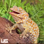 Adult Female Albino Tokay Geckos for sale - Underground Reptiles