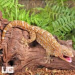 Adult Female Albino Tokay Geckos for sale - Underground Reptiles