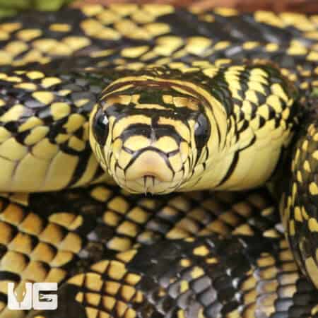 Nicaraguan Tiger Rat Snakes For Sale - Underground Reptiles