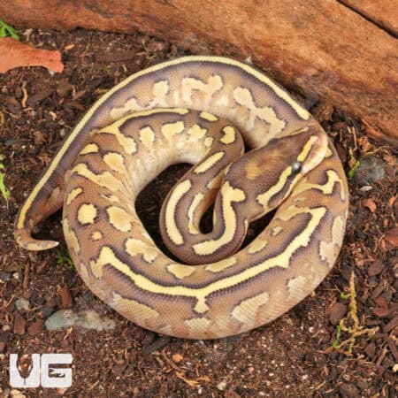 Baby Female Pastel Butter Fire Ball Python (Python regius) For Sale - Underground Reptiles