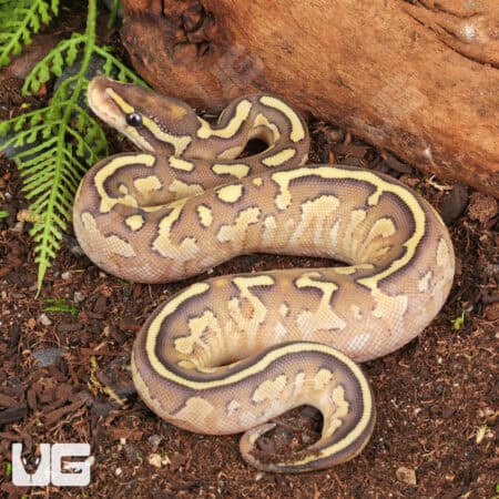 Baby Female Pastel Butter Fire Ball Python (Python regius) For Sale - Underground Reptiles
