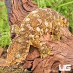 Female Pine Island Leachianus Geckos For Sale - Underground Reptiles