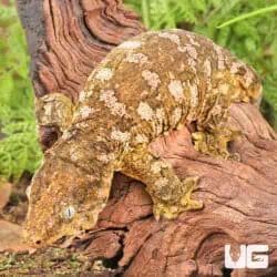 Female Pine Island Leachianus Geckos For Sale - Underground Reptiles