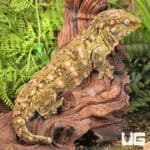 Female Pine Island Leachianus Geckos For Sale - Underground Reptiles