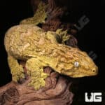 Female Pine Island Leachianus Geckos For Sale - Underground Reptiles