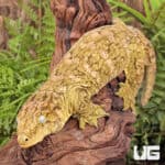 Female Pine Island Leachianus Geckos For Sale - Underground Reptiles