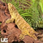 Female Pine Island Leachianus Geckos For Sale - Underground Reptiles