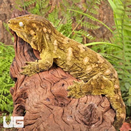 Female Pine Island Leachianus Geckos For Sale - Underground Reptiles
