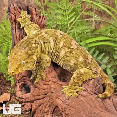 Female Pine Island Leachianus Geckos For Sale - Underground Reptiles