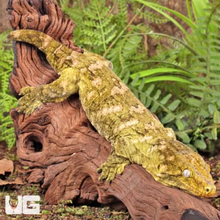 Female Pine Island Leachianus Geckos For Sale - Underground Reptiles