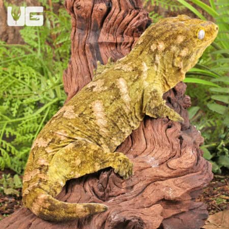 Female Pine Island Leachianus Geckos For Sale - Underground Reptiles