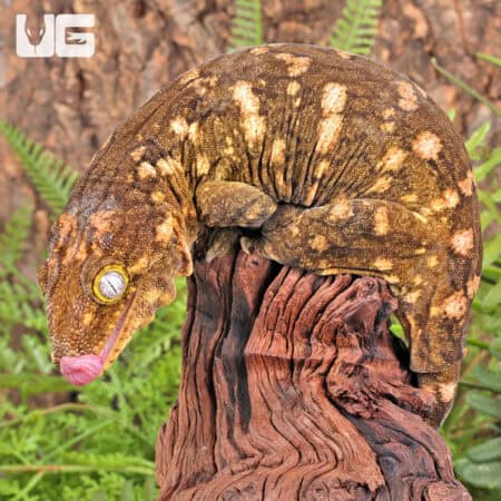 Female Pine Island Leachianus Geckos For Sale - Underground Reptiles