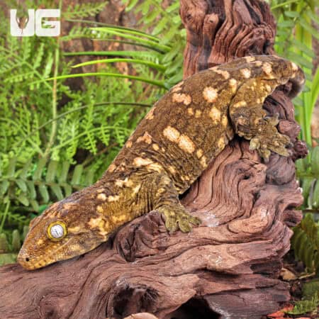 Female Pine Island Leachianus Geckos For Sale - Underground Reptiles