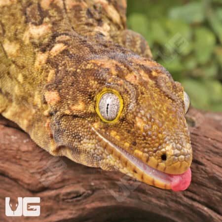 Female Pine Island Leachianus Geckos For Sale - Underground Reptiles