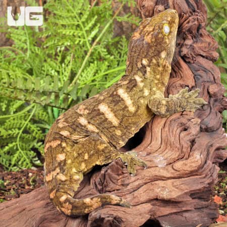 Female Pine Island Leachianus Geckos For Sale - Underground Reptiles