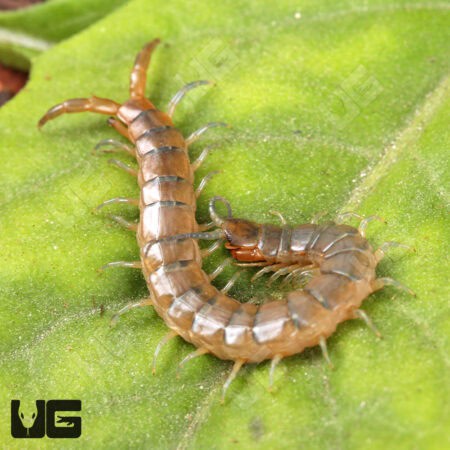 Florida Blue Centipede For Sale - Underground Reptiles