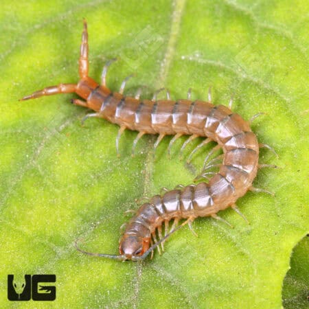 Florida Blue Centipede For Sale - Underground Reptiles