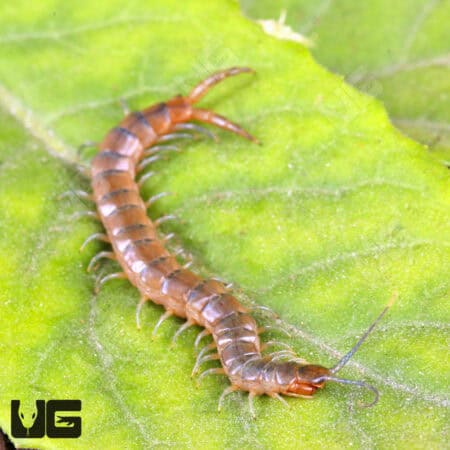 Florida Blue Centipede For Sale - Underground Reptiles