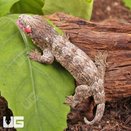 Baby Yate x Poindimie x Mt. Khogis Leachianus Geckos For Sale - Underground Reptiles