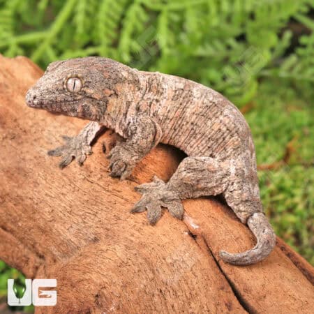 Baby Yate x Poindimie x Mt. Khogis Leachianus Geckos For Sale - Underground Reptiles