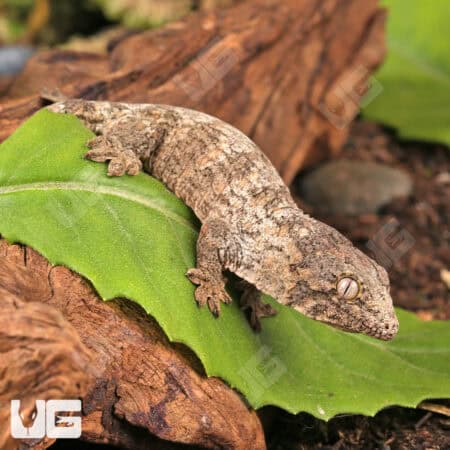 Baby Yate x Poindimie x Mt. Khogis Leachianus Geckos For Sale - Underground Reptiles