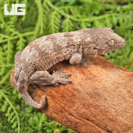 Baby Yate x Poindimie x Mt. Khogis Leachianus Geckos For Sale - Underground Reptiles