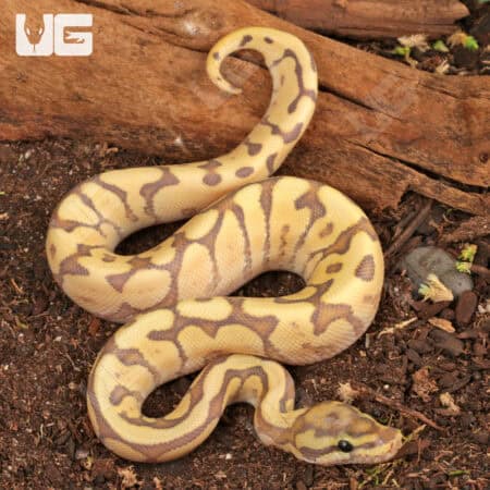 Baby Male Ghost Fire Spider Ball Python (Python regius) For Sale - Underground Reptiles