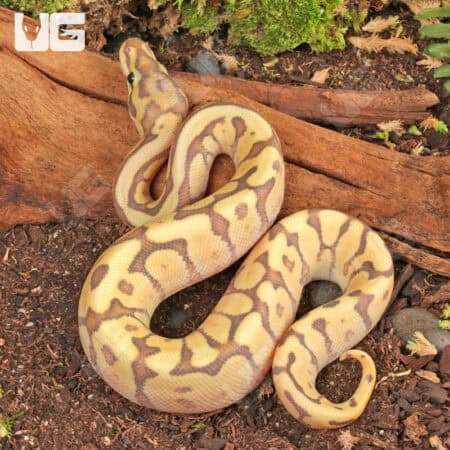 Baby Male Ghost Fire Spider Ball Python (Python regius) For Sale - Underground Reptiles
