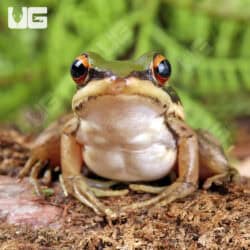 Green Cascade Frog (Odorrana livida) For Sale - Underground Reptiles