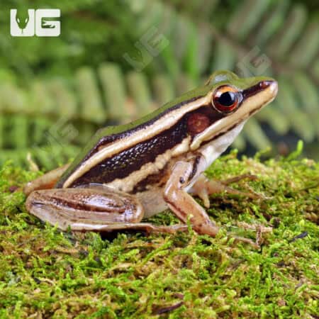 Green Cascade Frog (Odorrana livida) For Sale - Underground Reptiles