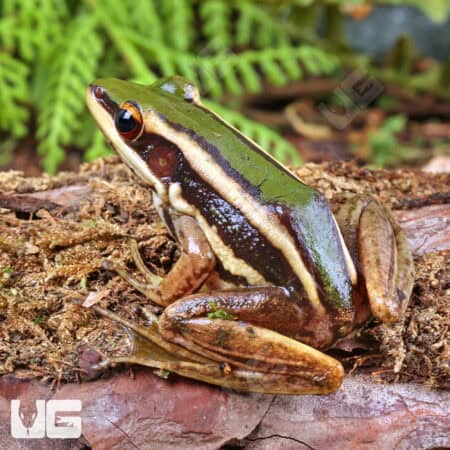 Green Cascade Frog (Odorrana livida) For Sale - Underground Reptiles