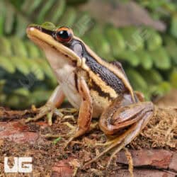 Green Cascade Frog (Odorrana livida) For Sale - Underground Reptiles