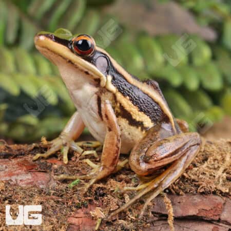 Green Cascade Frog (Odorrana livida) For Sale - Underground Reptiles