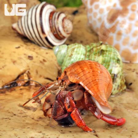 Hermit Crab (Coenobita clypeatus) For Sale - Underground Reptiles