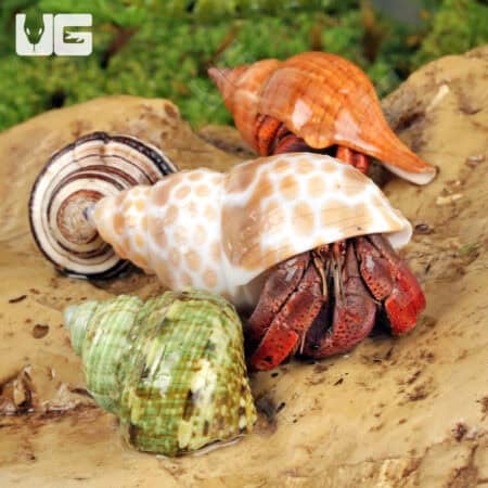 Hermit Crab (Coenobita clypeatus) For Sale - Underground Reptiles