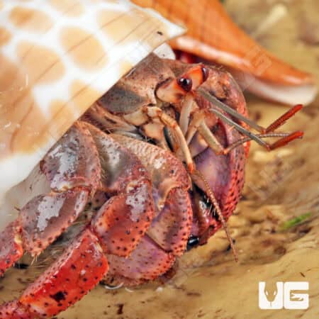 Hermit Crab (Coenobita clypeatus) For Sale - Underground Reptiles