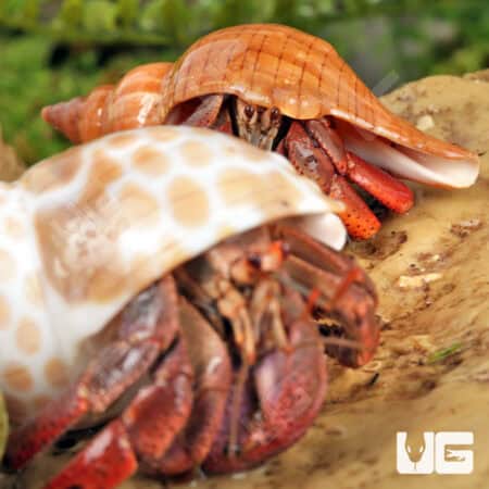 Hermit Crab (Coenobita clypeatus) For Sale - Underground Reptiles